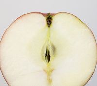 Roger Mcintosh Apple